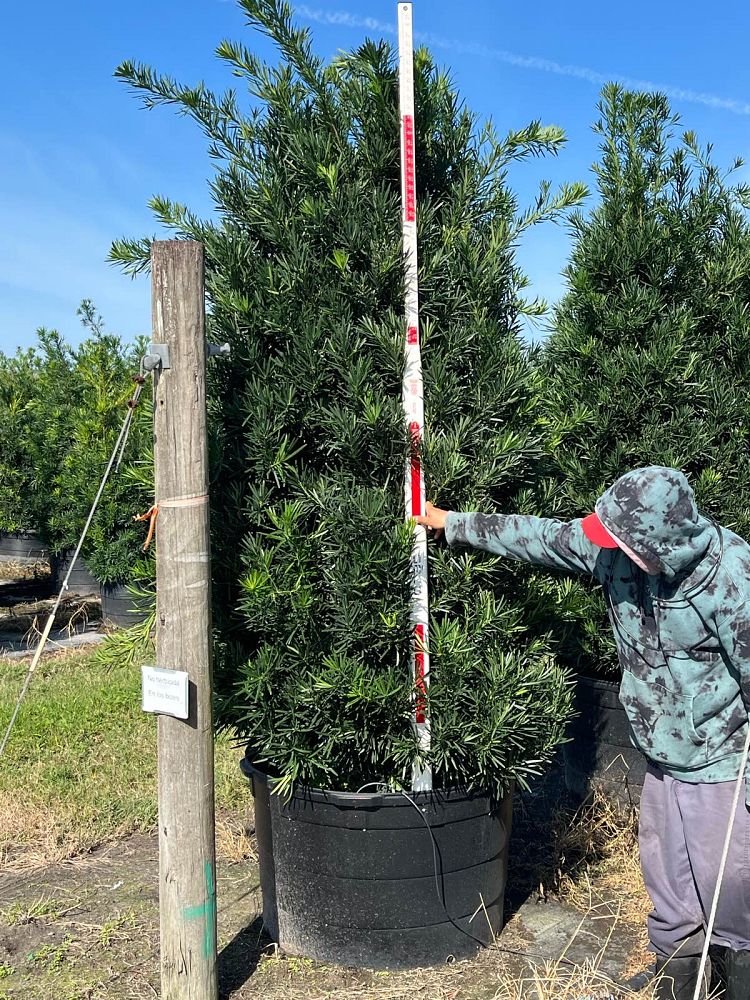 podocarpus-macrophyllus-meta-japanese-yew