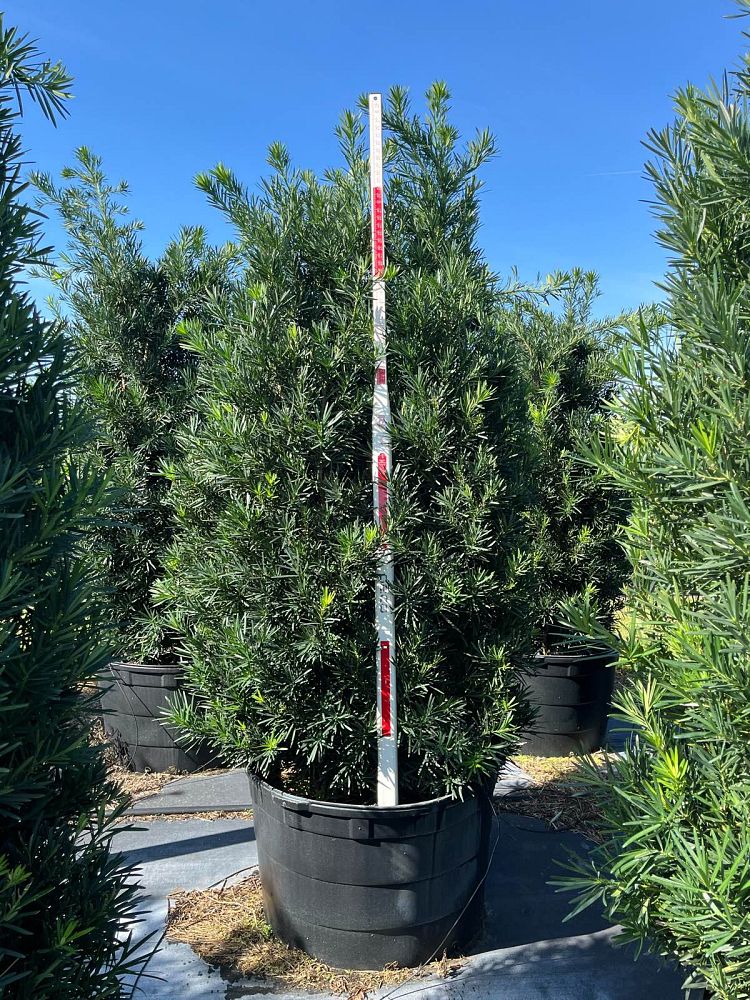 podocarpus-macrophyllus-meta-japanese-yew