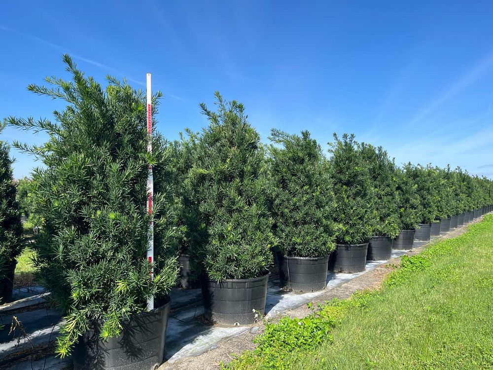 podocarpus-macrophyllus-meta-japanese-yew