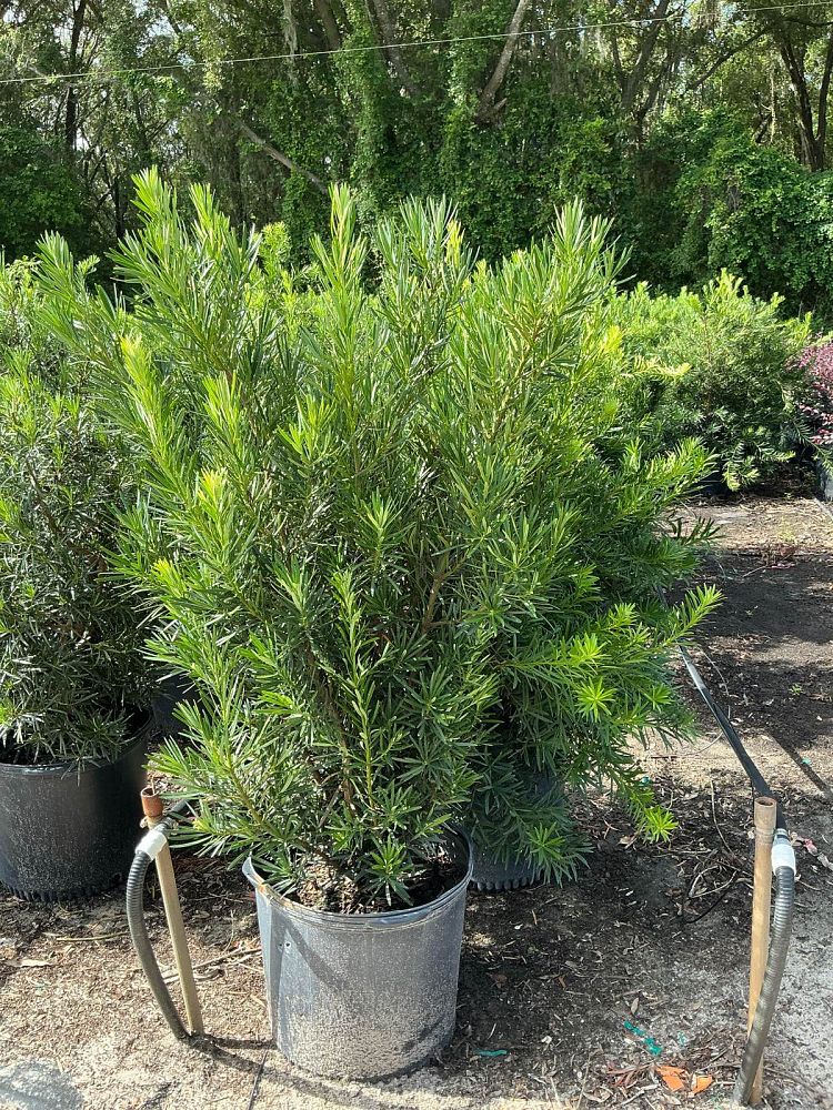 podocarpus-macrophyllus-meta-japanese-yew