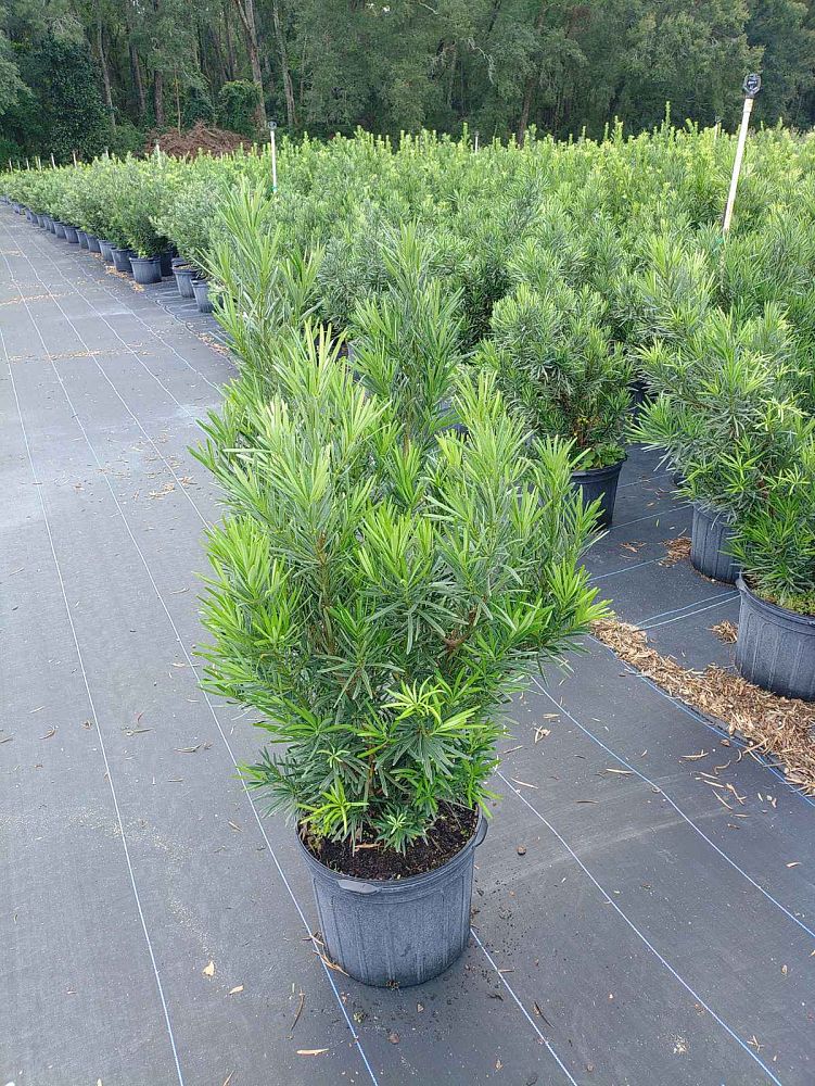 podocarpus-macrophyllus-meta-japanese-yew