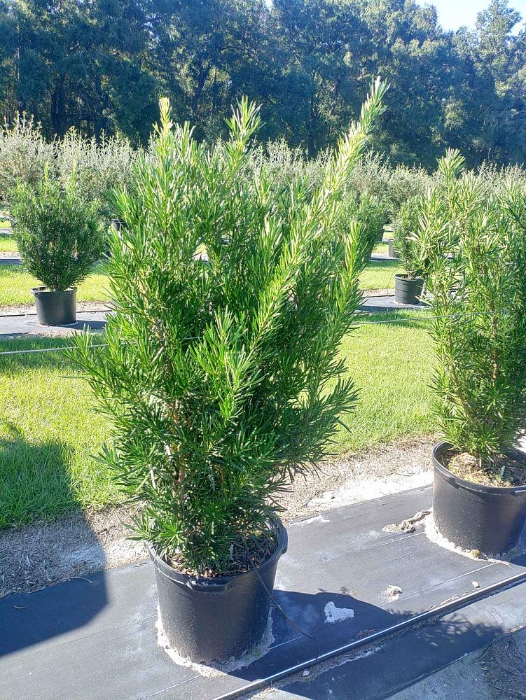 podocarpus-macrophyllus-meta-japanese-yew