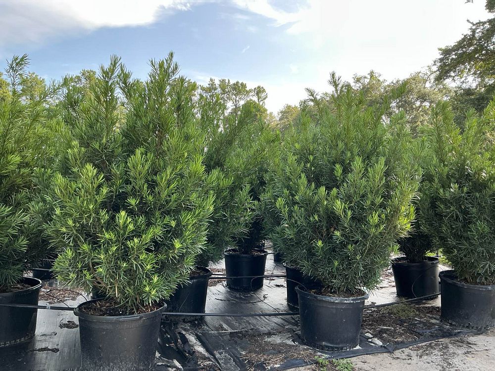 podocarpus-macrophyllus-meta-japanese-yew