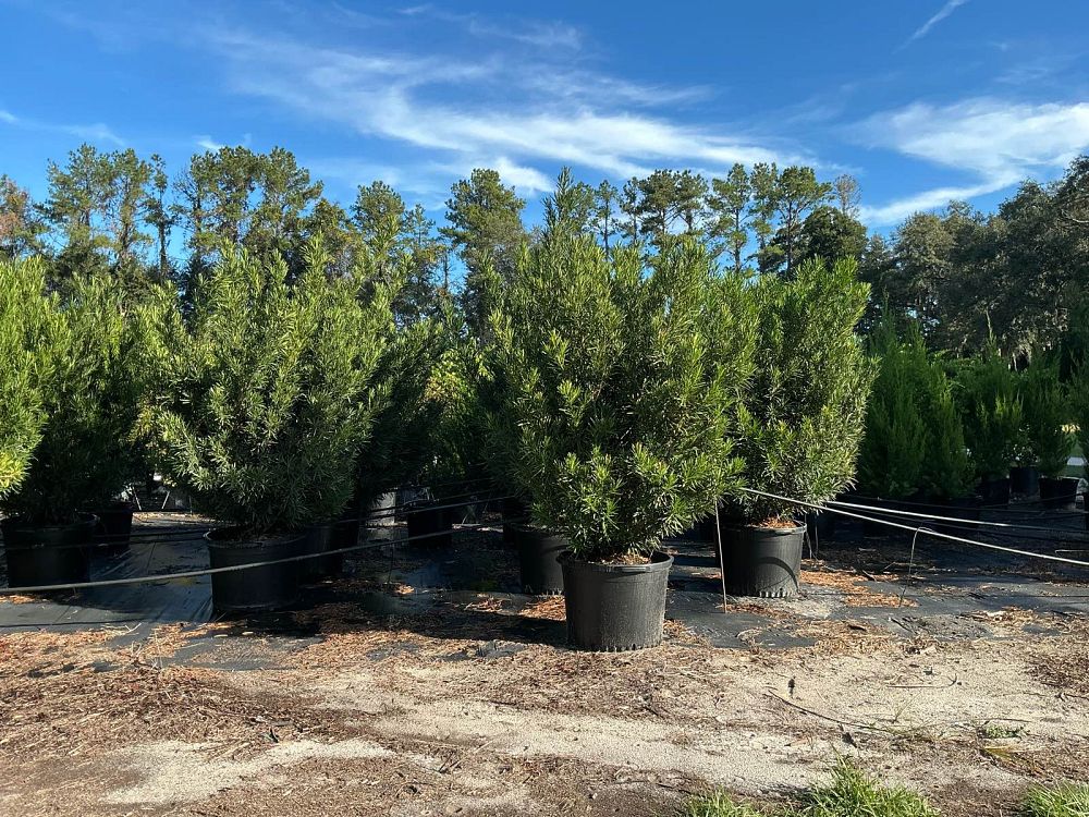 podocarpus-macrophyllus-meta-japanese-yew