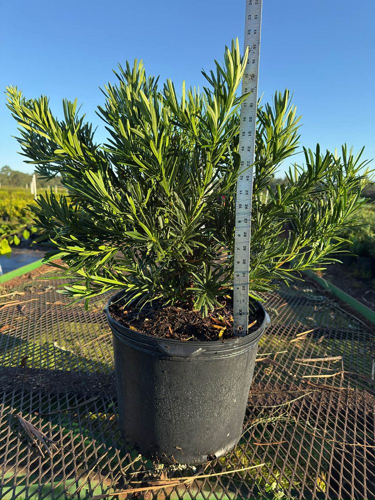 podocarpus-macrophyllus-meta-japanese-yew