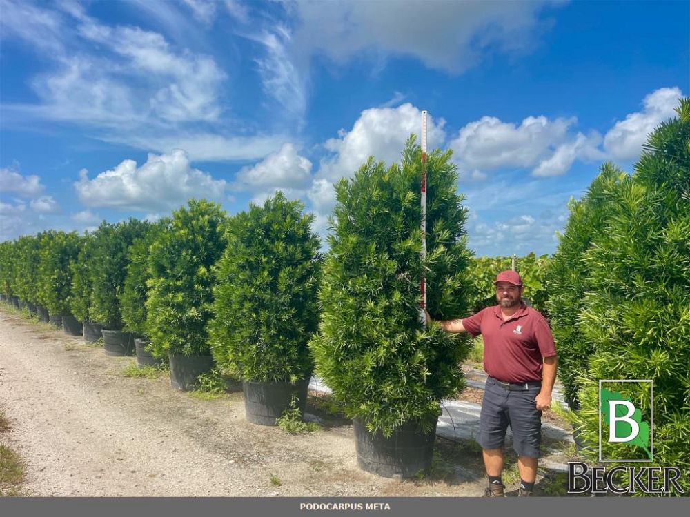 podocarpus-macrophyllus-meta-japanese-yew