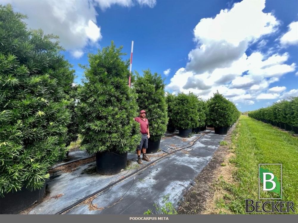 podocarpus-macrophyllus-meta-japanese-yew