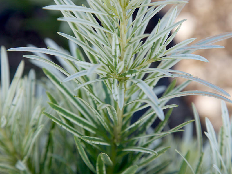 podocarpus-macrophyllus-miu-roman-candle-trade-podocarpus