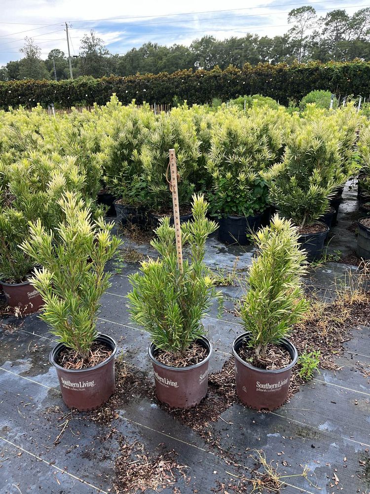 podocarpus-macrophyllus-miu-roman-candle-trade-podocarpus