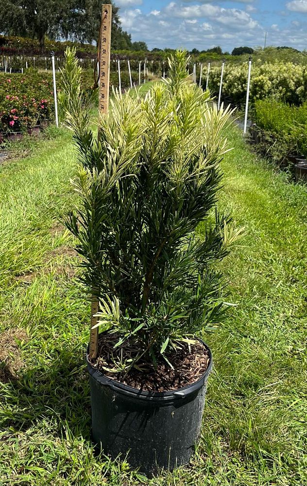 podocarpus-macrophyllus-miu-roman-candle-trade-podocarpus