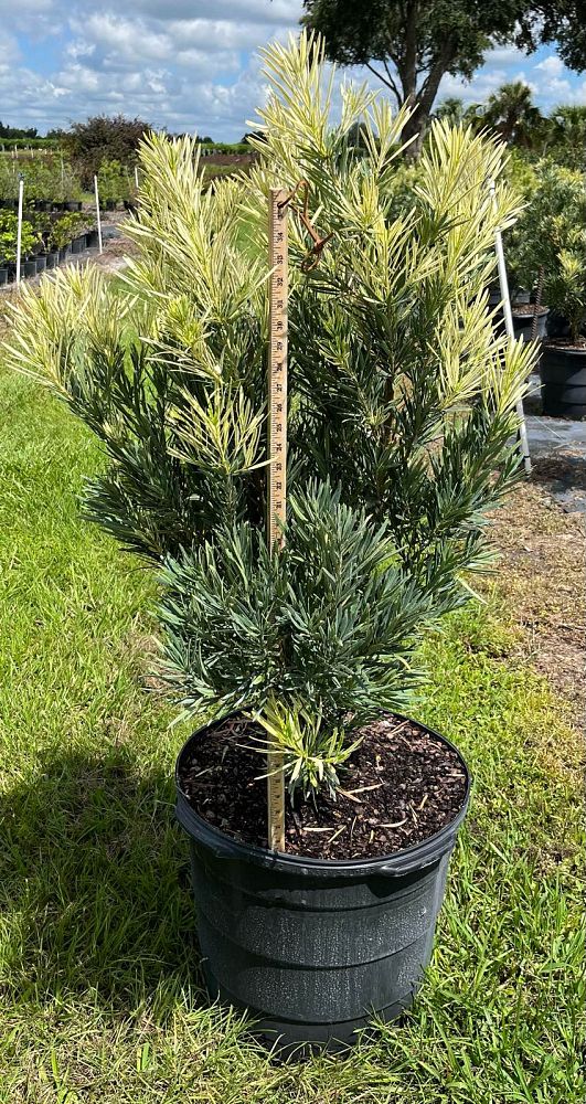 podocarpus-macrophyllus-miu-roman-candle-trade-podocarpus