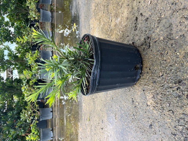 podocarpus-macrophyllus-pringles-japanese-yew