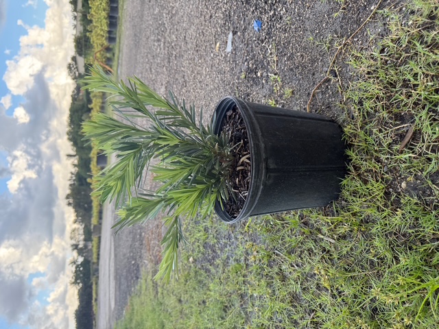 podocarpus-macrophyllus-pringles-japanese-yew