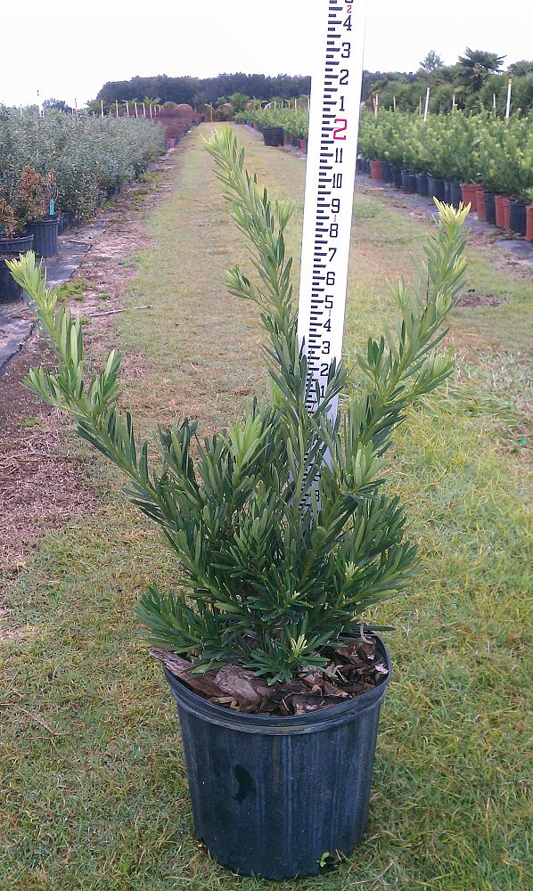 podocarpus-macrophyllus-pringles-japanese-yew