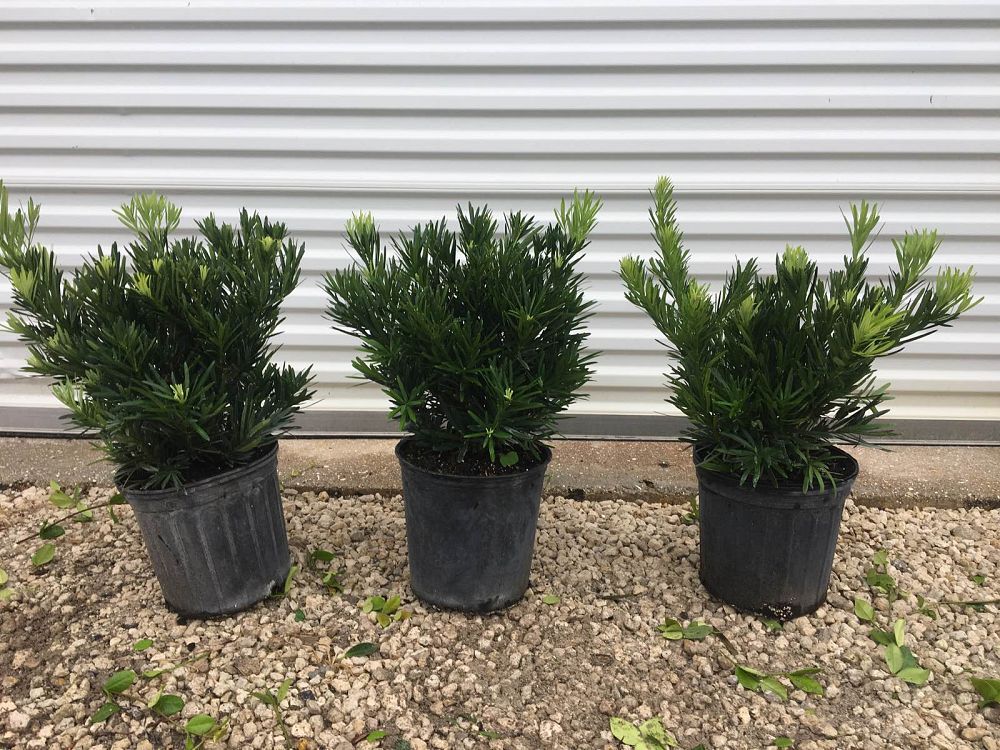 podocarpus-macrophyllus-pringles-japanese-yew