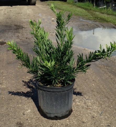 podocarpus-macrophyllus-pringles-japanese-yew
