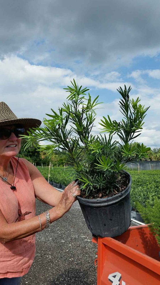 podocarpus-macrophyllus-pringles-japanese-yew