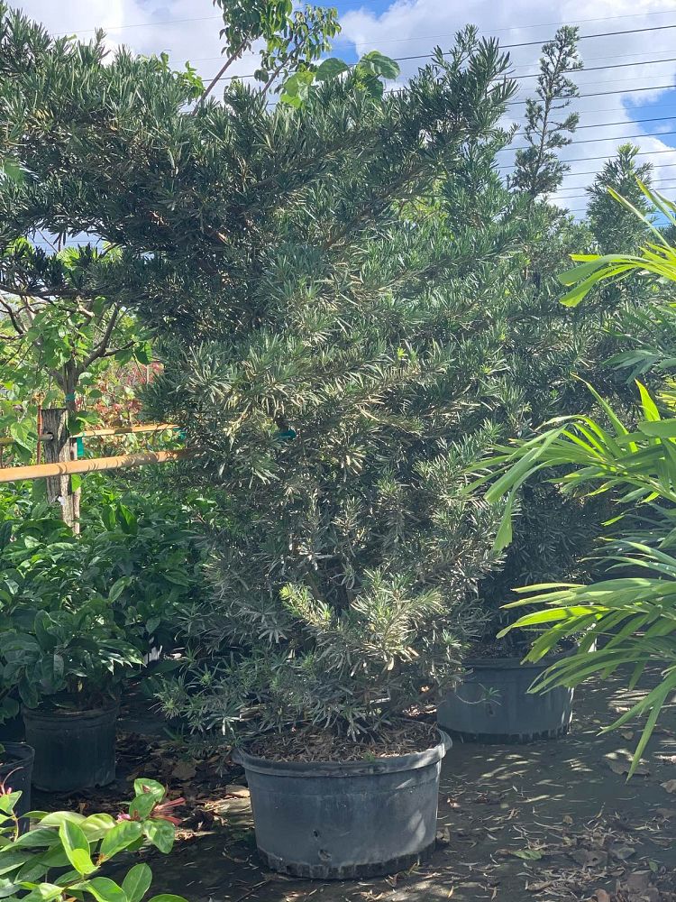podocarpus-macrophyllus-pringles-japanese-yew
