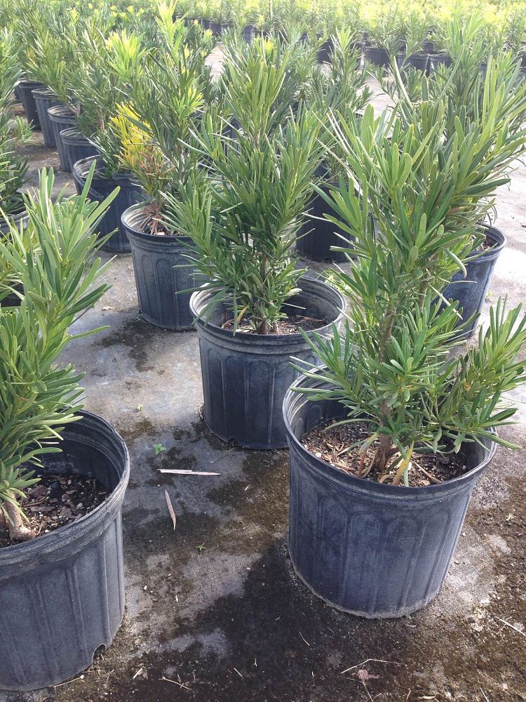 podocarpus-macrophyllus-pringles-japanese-yew