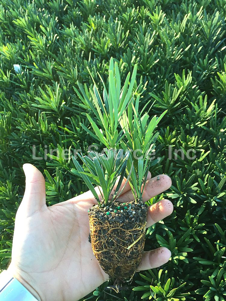podocarpus-macrophyllus-pringles-japanese-yew