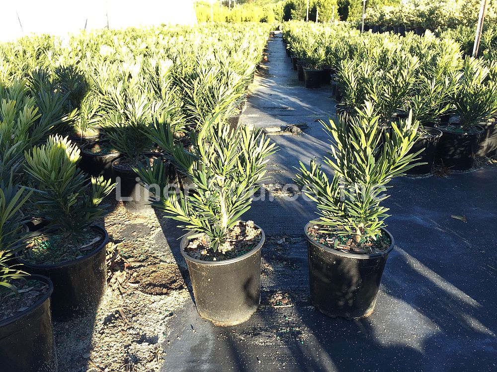 podocarpus-macrophyllus-pringles-japanese-yew