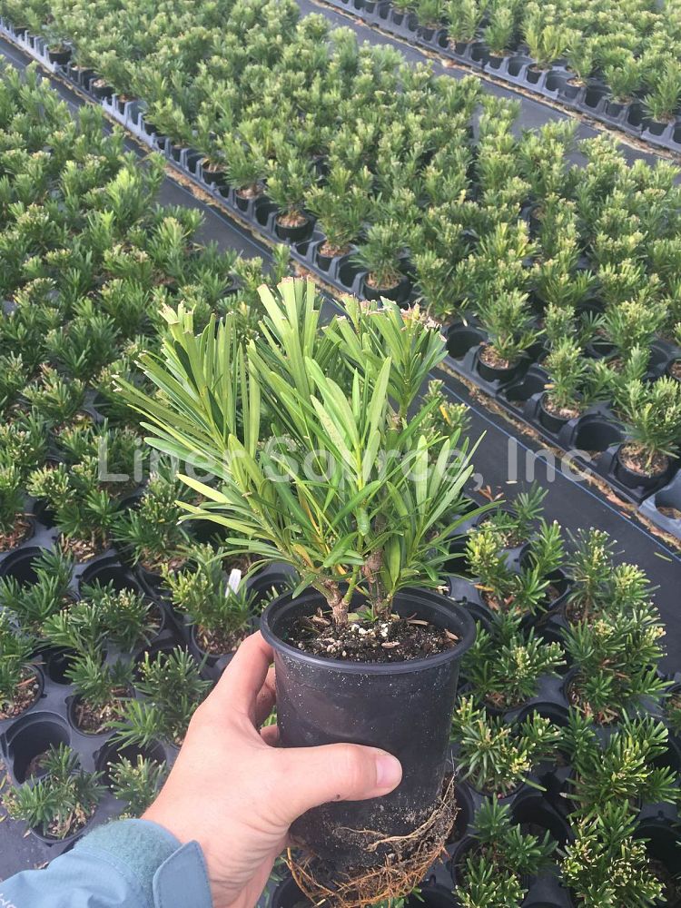 podocarpus-macrophyllus-pringles-japanese-yew