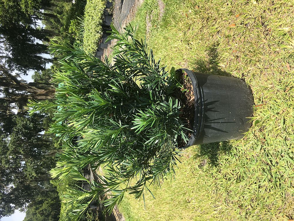 podocarpus-macrophyllus-pringles-japanese-yew