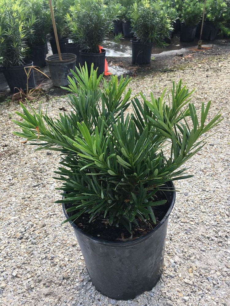 podocarpus-macrophyllus-pringles-japanese-yew