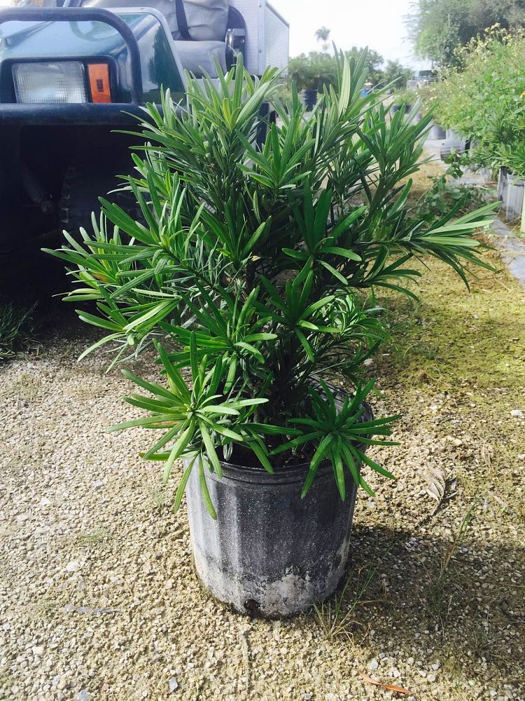 podocarpus-macrophyllus-pringles-japanese-yew