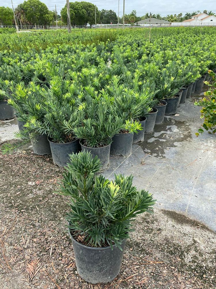 podocarpus-macrophyllus-pringles-japanese-yew