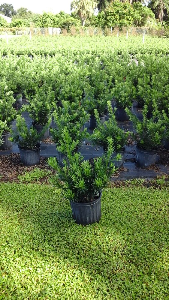 podocarpus-macrophyllus-pringles-japanese-yew