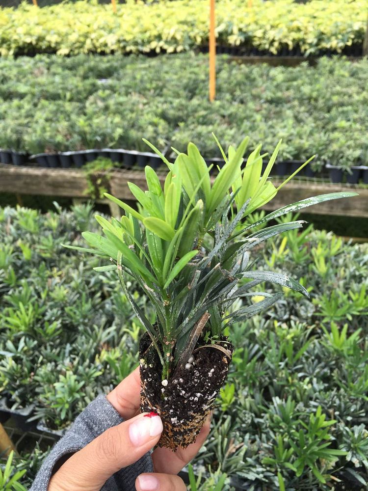 podocarpus-macrophyllus-pringles-japanese-yew