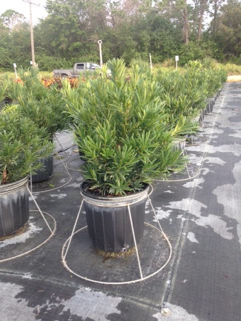 podocarpus-macrophyllus-pringles-japanese-yew