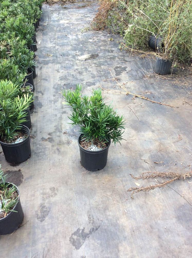 podocarpus-macrophyllus-pringles-japanese-yew