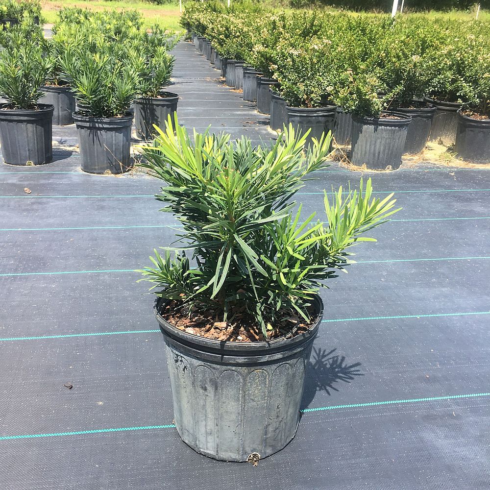 podocarpus-macrophyllus-pringles-japanese-yew