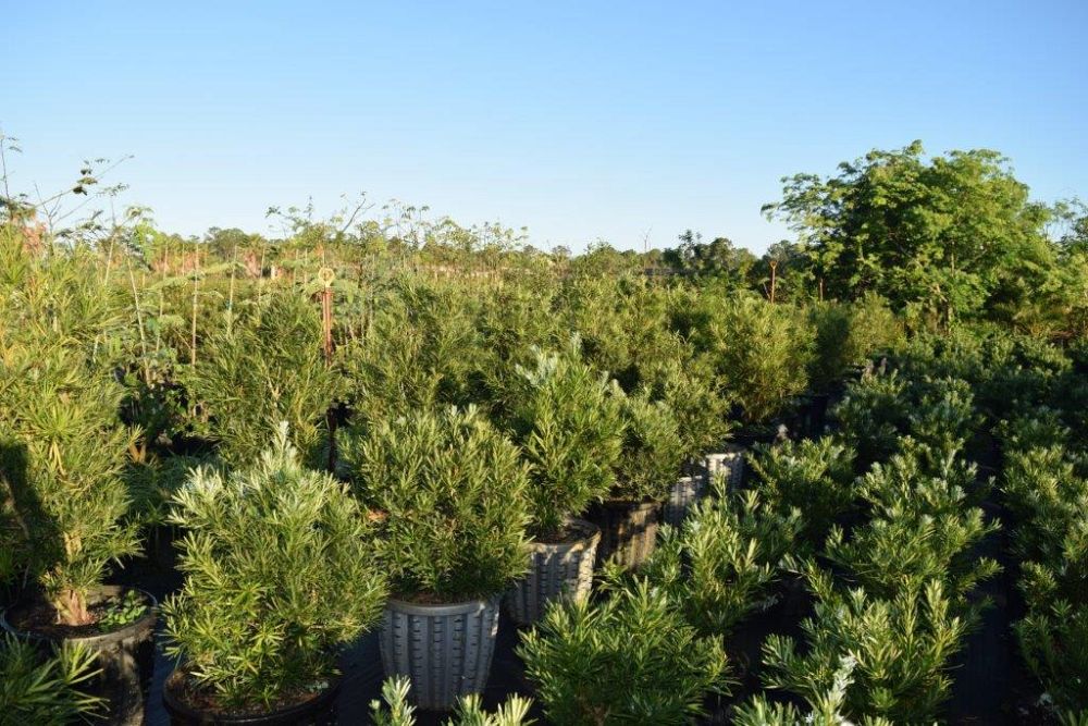 podocarpus-macrophyllus-pringles-japanese-yew