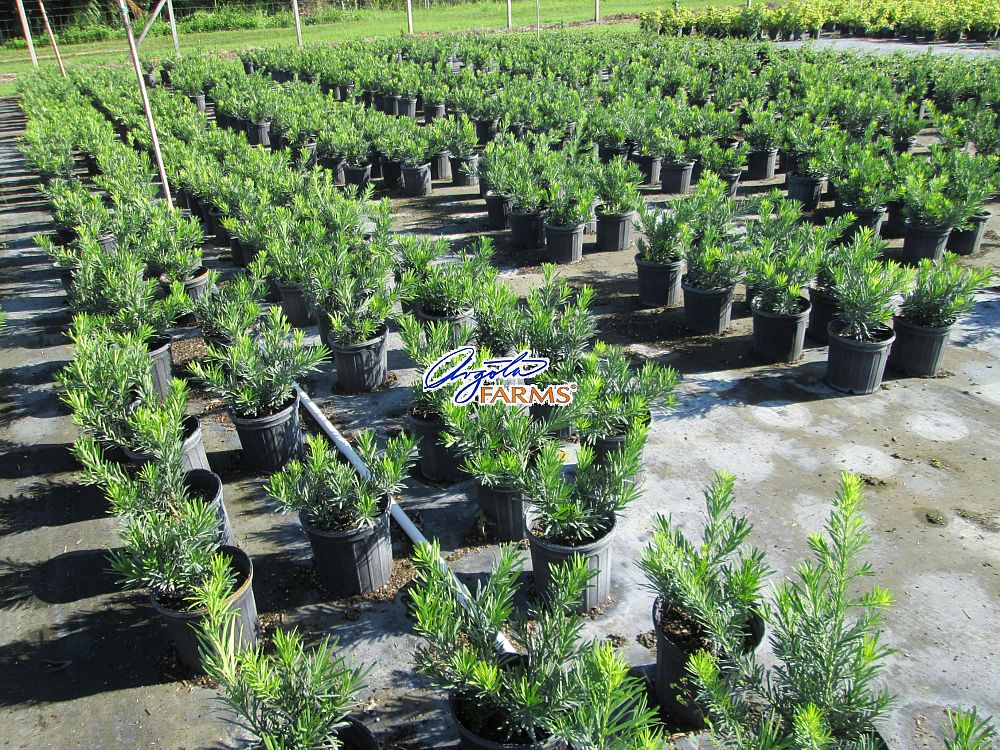 podocarpus-macrophyllus-pringles-japanese-yew