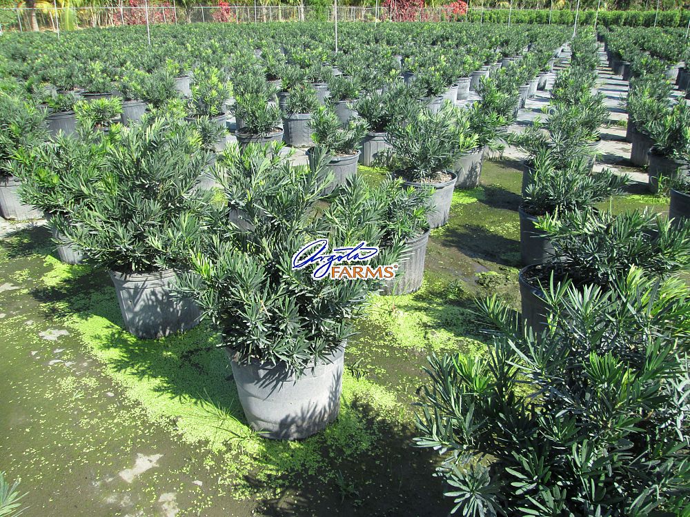 podocarpus-macrophyllus-pringles-japanese-yew