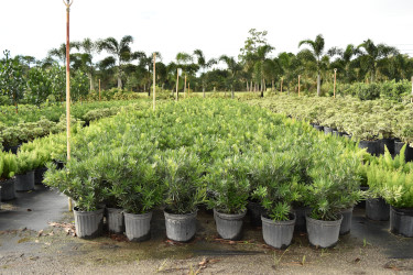 podocarpus-macrophyllus-pringles-japanese-yew