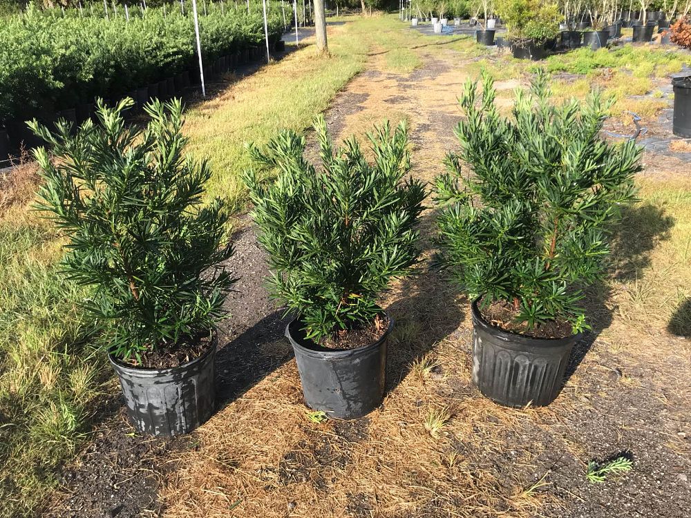 podocarpus-macrophyllus-pringles-japanese-yew