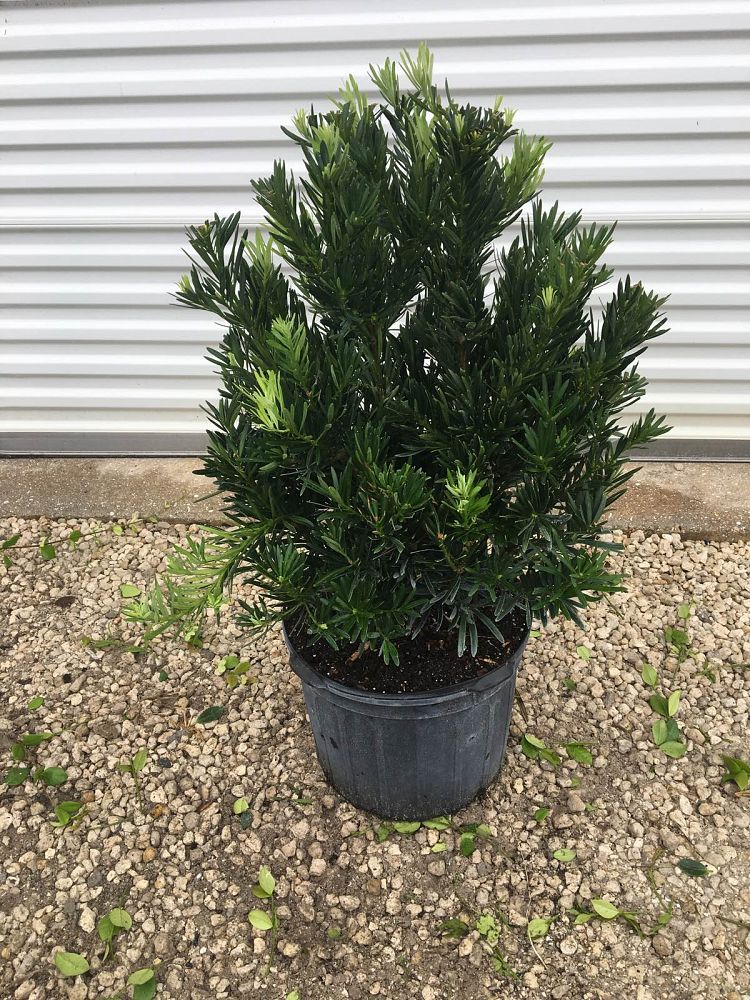podocarpus-macrophyllus-pringles-japanese-yew