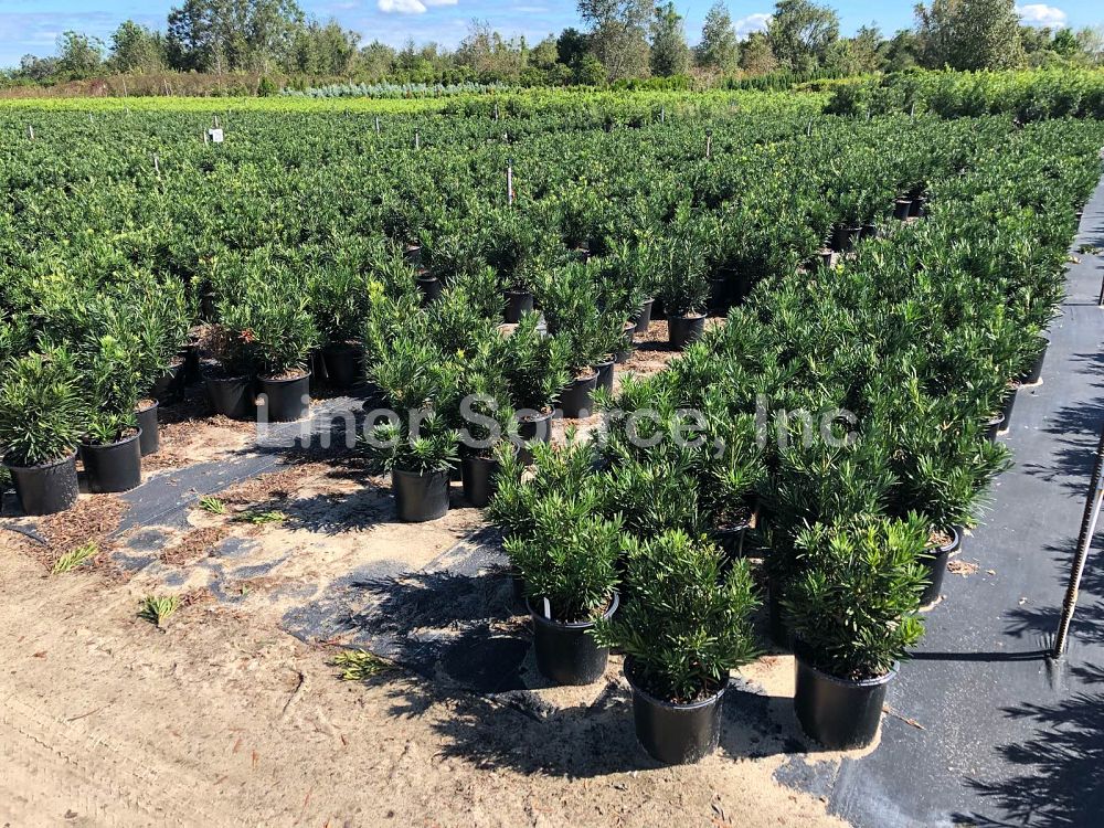 podocarpus-macrophyllus-pringles-japanese-yew