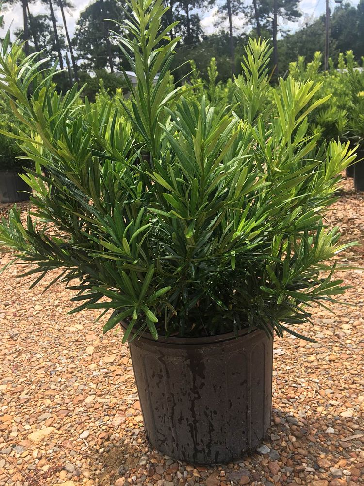 podocarpus-macrophyllus-pringles-japanese-yew