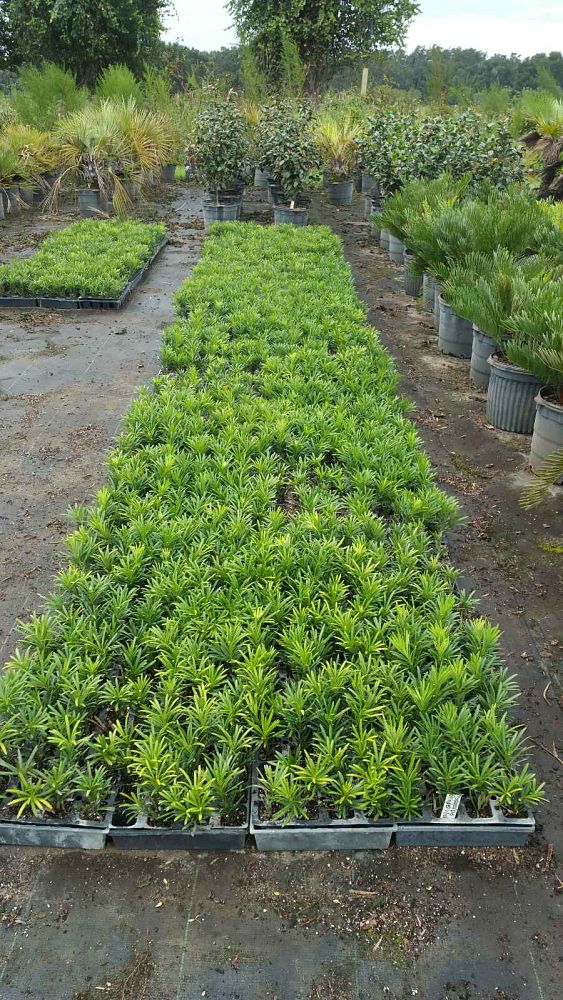 podocarpus-macrophyllus-pringles-japanese-yew