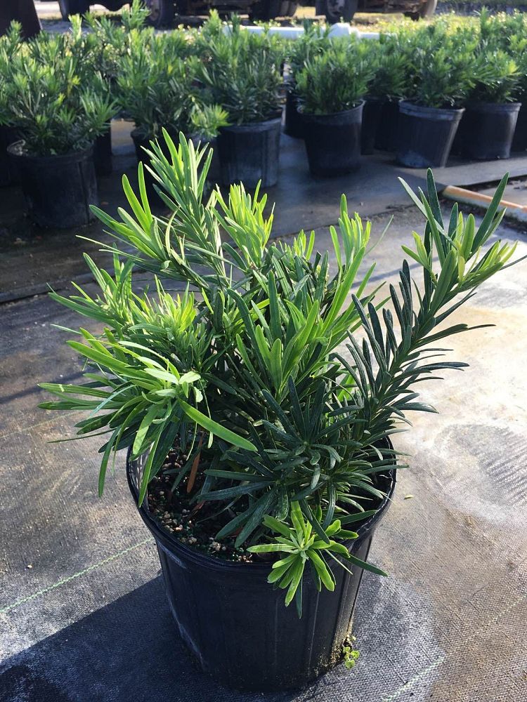 podocarpus-macrophyllus-pringles-japanese-yew