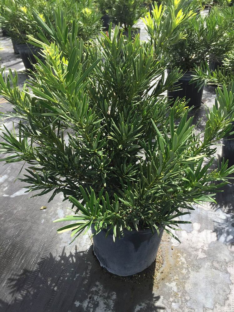 podocarpus-macrophyllus-pringles-japanese-yew