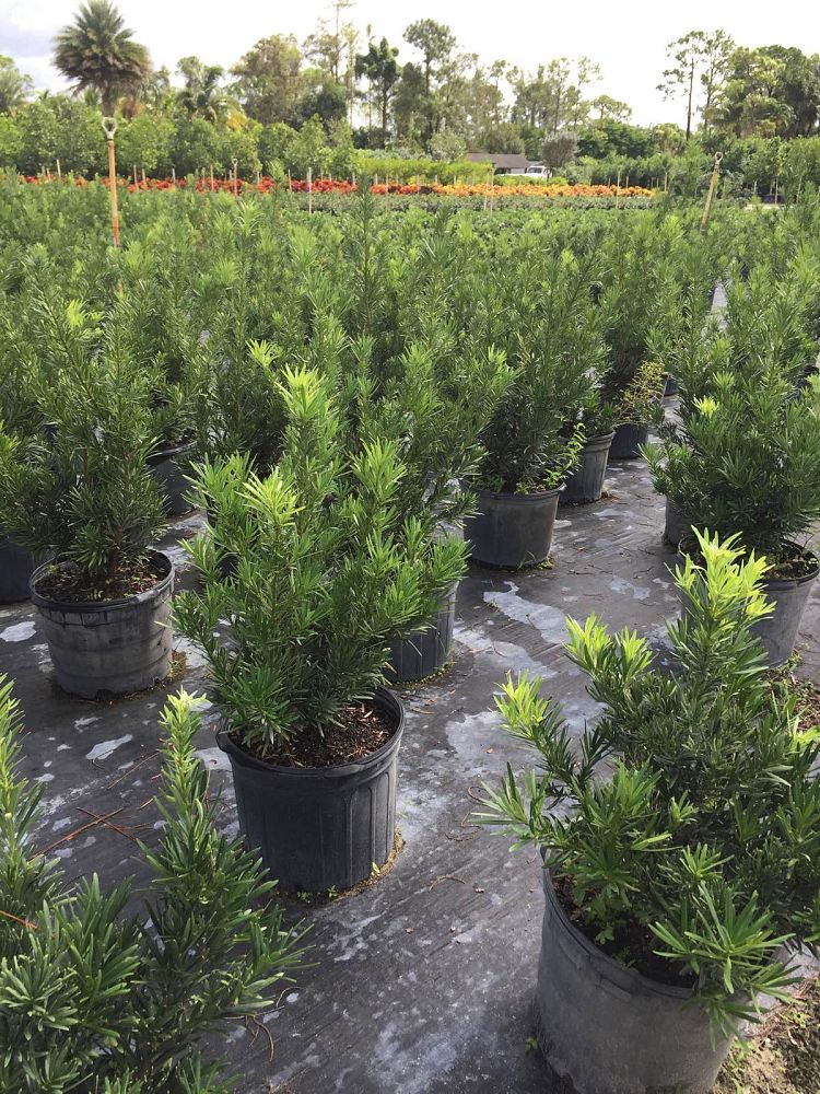 podocarpus-macrophyllus-pringles-japanese-yew