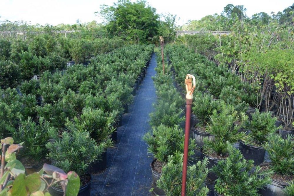 podocarpus-macrophyllus-pringles-japanese-yew