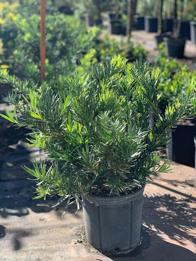 podocarpus-macrophyllus-pringles-japanese-yew