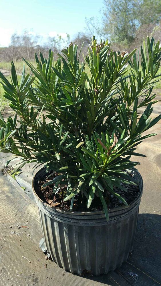 podocarpus-macrophyllus-pringles-japanese-yew
